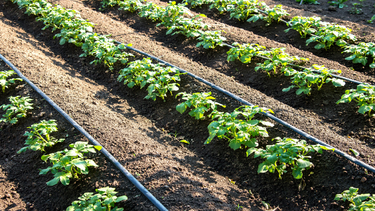 Garden drip irrigation