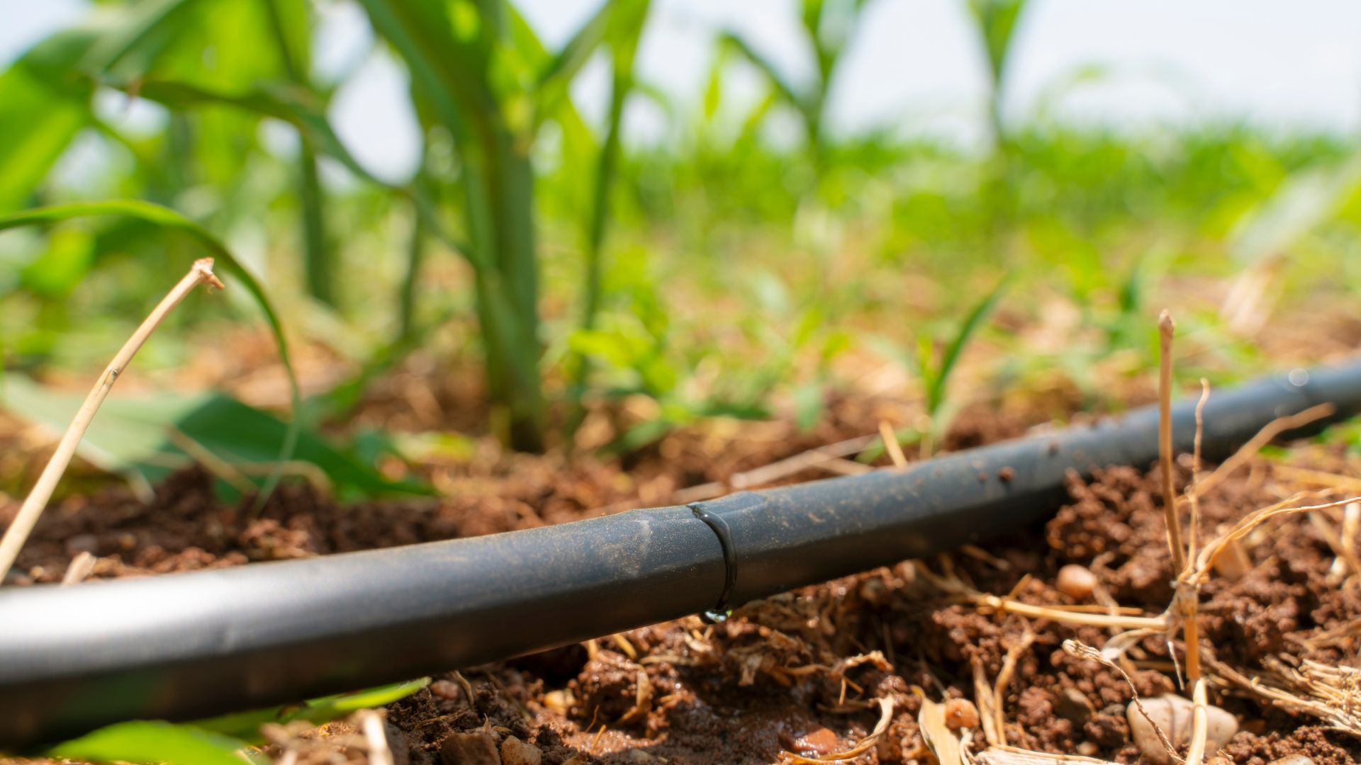 Water drop irrigation